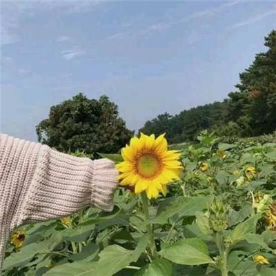 明月天涯剑官方手游下载